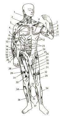 Мышцы тела человека (вид спереди)