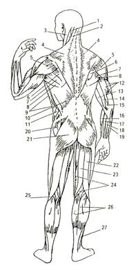 Мышцы тела человека (вид сзади)